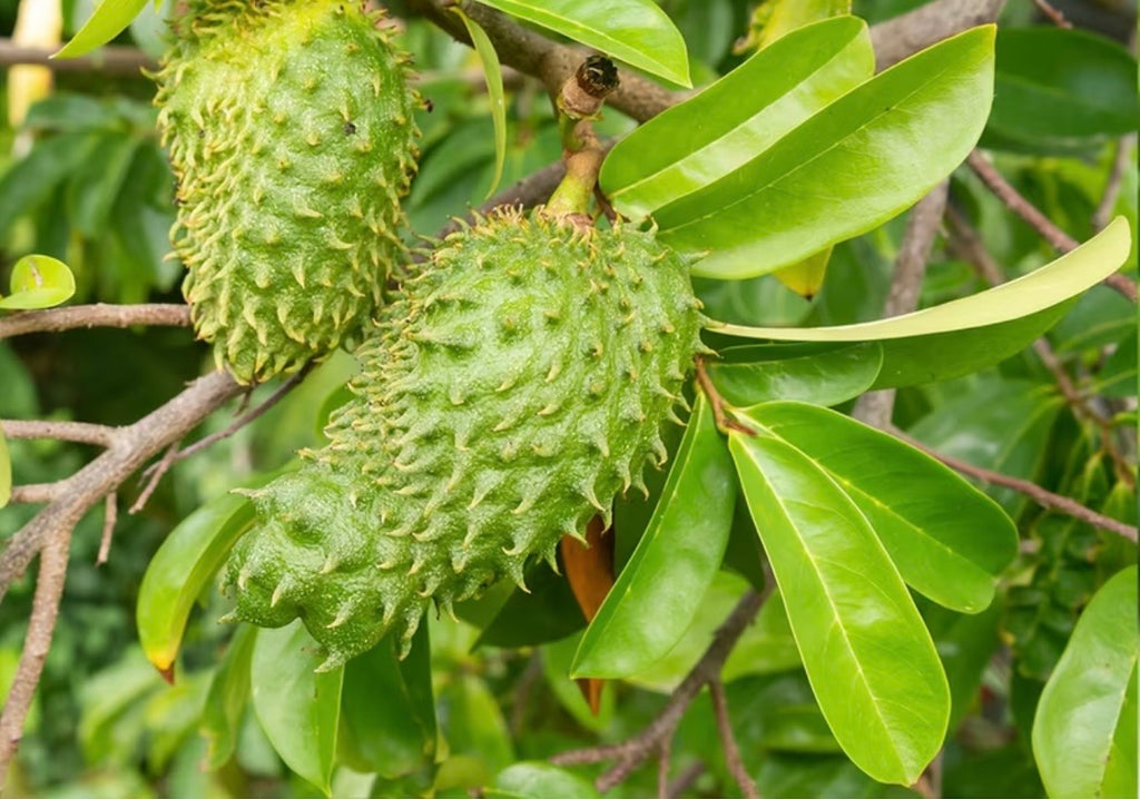 Soursop Leaf Loose-Leaf Tea