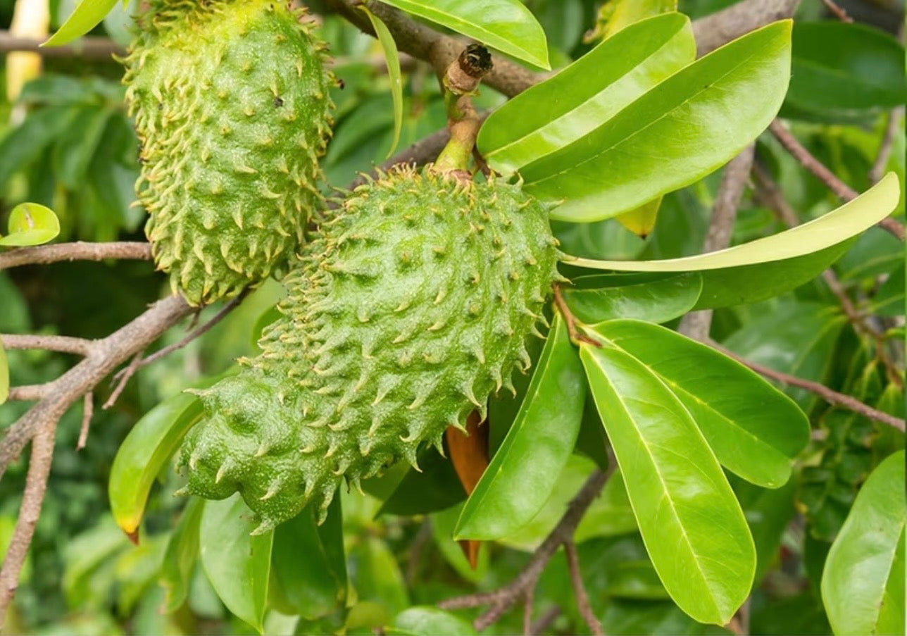 Soursop Leaf Loose-Leaf Tea