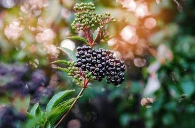 Organic Elderberry Loose-Leaf Tea